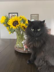 Lost Female Cat last seen Near Crown Ridge Dr Colorado Springs, CO 80904, Colorado Springs, CO 80904