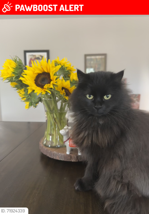 Lost Female Cat last seen Near Crown Ridge Dr Colorado Springs, CO 80904, Colorado Springs, CO 80904