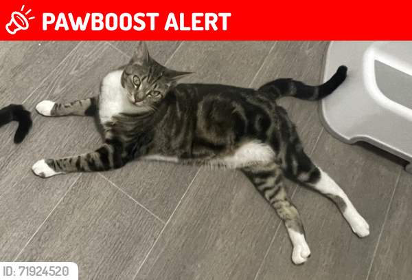 Lost Female Cat last seen Loughborough park Brixton, Greater London, England SW9