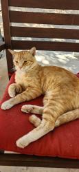 Lost Male Cat last seen Fallbrook and victory residential area , Los Angeles, CA 91307