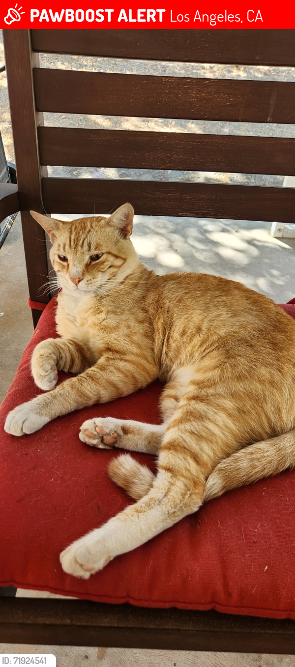 Lost Male Cat last seen Fallbrook and victory residential area , Los Angeles, CA 91307