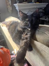 Lost Female Cat last seen Near Riverton Park and Calle Medusa, Temecula, CA 92591