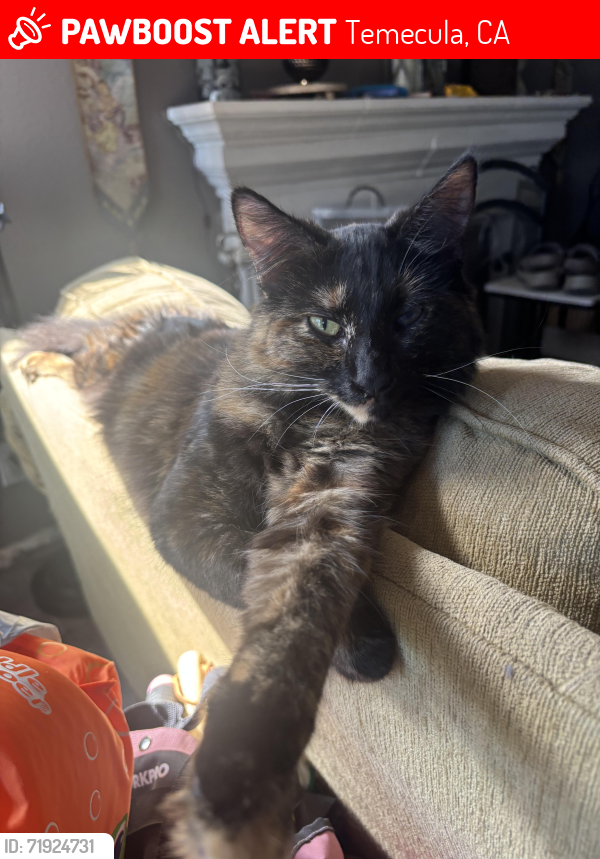 Lost Female Cat last seen Near Riverton Park and Calle Medusa, Temecula, CA 92591