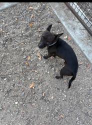 Reunited Male Dog last seen Barkleyville , Stockton, CA 95207