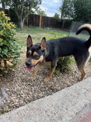 Reunited Male Dog last seen Hoffman Heights, Aurora, CO 80011, USA, Aurora, CO 80011