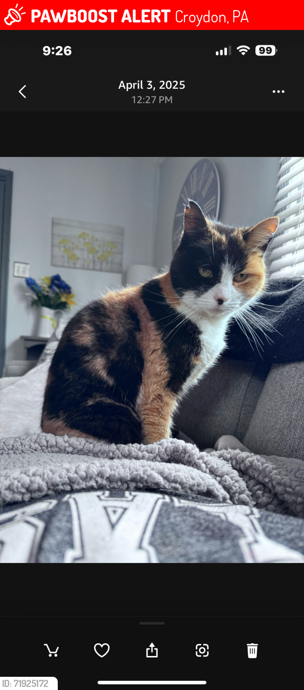 Lost Female Cat last seen Louise Ave and Spencer ave, Croydon, PA 19021