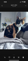 Lost Female Cat last seen Louise Ave and Spencer ave, Croydon, PA 19021
