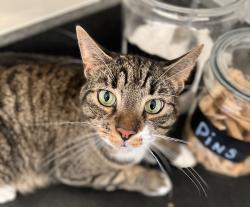 Lost Male Cat last seen Southern and Benoist , West Palm Beach, FL 33413