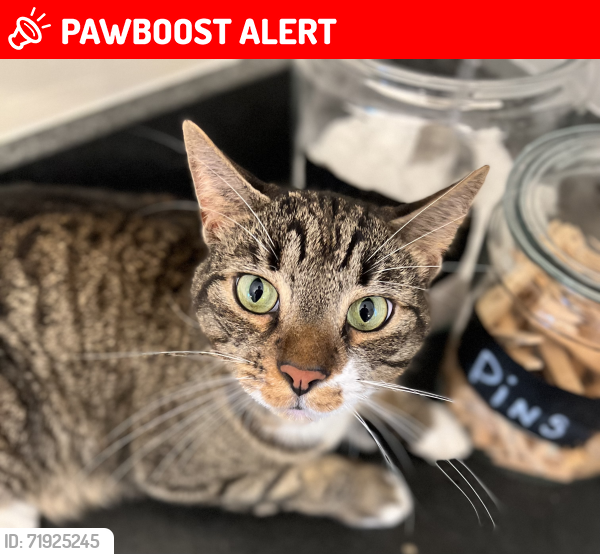 Lost Male Cat last seen Southern and Benoist , West Palm Beach, FL 33413