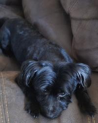 Lost Male Dog last seen Penn Drive; Maymount Street; Greyson Drive, Durham, NC 27703