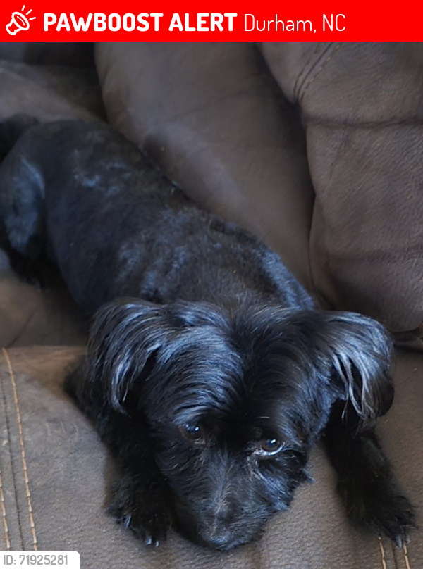 Lost Male Dog last seen Penn Drive; Maymount Street; Greyson Drive, Durham, NC 27703
