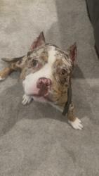 Lost Female Dog last seen Dollar general, Pizza Hut pal bay rd, Palm Bay, FL 32907