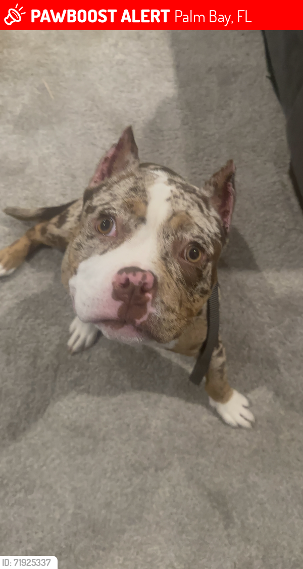 Lost Female Dog last seen Dollar general, Pizza Hut pal bay rd, Palm Bay, FL 32907