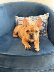 Lost Female Dog last seen Hurstbourne Parkway, Louisville, KY 40241