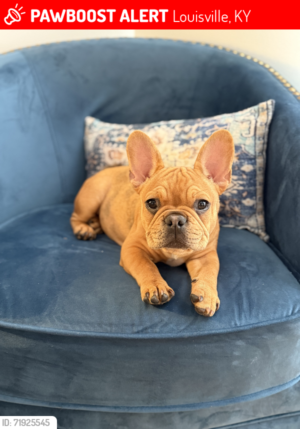 Lost Female Dog last seen Hurstbourne Parkway, Louisville, KY 40241