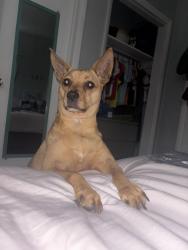 Lost Female Dog last seen Near 51st St Naples Fl 34116, Naples, FL 34116