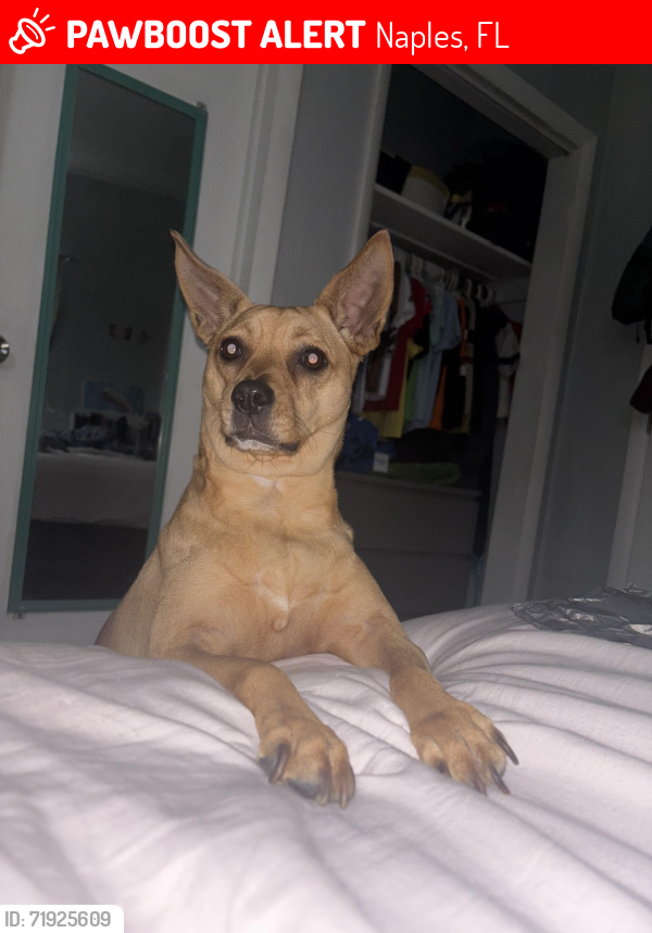 Lost Female Dog last seen Near 51st St Naples Fl 34116, Naples, FL 34116