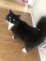 Lost Female Cat last seen Whimberry close ordsall, Greater Manchester, England M5