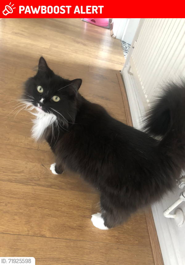 Lost Female Cat last seen Whimberry close ordsall, Greater Manchester, England M5