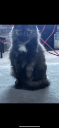 Lost Female Cat last seen Behind the air guard, South Burlington, South Burlington, VT 05403