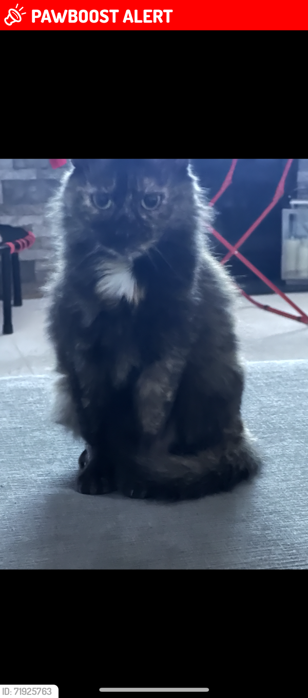 Lost Female Cat last seen Behind the air guard, South Burlington, South Burlington, VT 05403