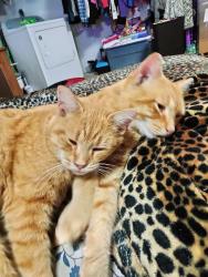 Lost Male Cat last seen Mill springs Rd Jonesborough , Jonesborough, TN 37659