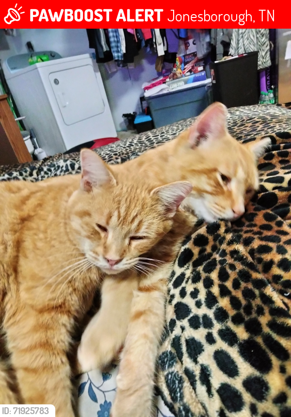 Lost Male Cat last seen Mill springs Rd Jonesborough , Jonesborough, TN 37659