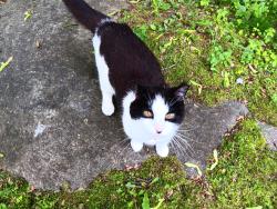Lost Female Cat last seen Ox Drive, Greenridge, Tower, Brookfield, CT 06804