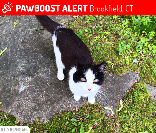 Lost Female Cat last seen Ox Drive, Greenridge, Tower, Brookfield, CT 06804