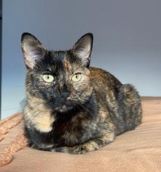Lost Female Cat last seen Colorado National Golf Course/Sunset Dr & Vista Parkway, Erie, CO 80516