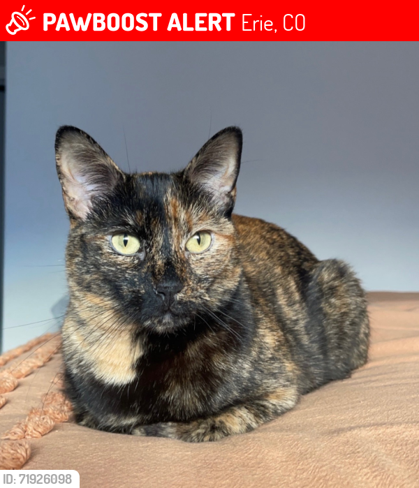 Lost Female Cat last seen Colorado National Golf Course/Sunset Dr & Vista Parkway, Erie, CO 80516