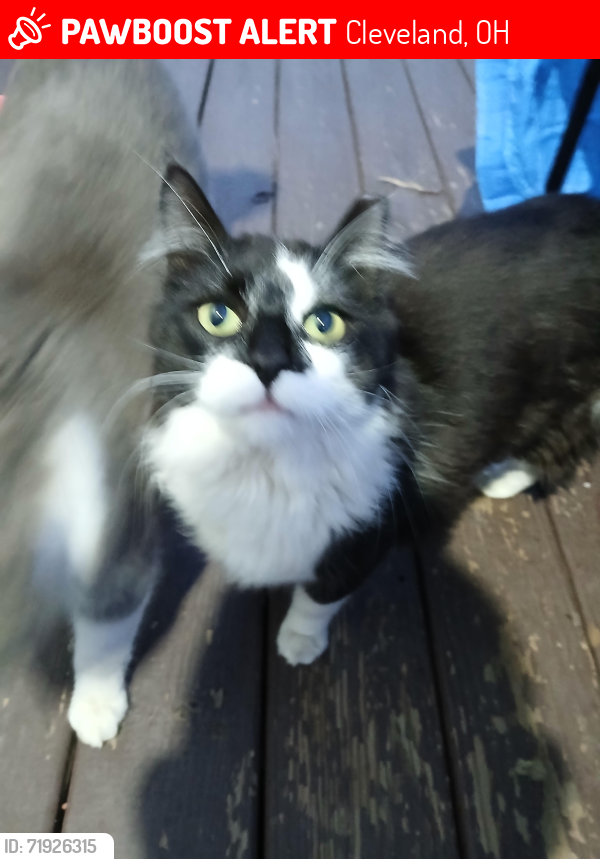 Lost Male Cat last seen Near w.49th and denison Ave , Cleveland, OH 44102