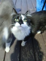 Lost Male Cat last seen Near w.49th and denison Ave , Cleveland, OH 44102
