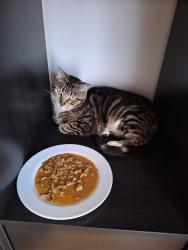 Lost Female Cat last seen Lawson way, Endeavour hills , Endeavour Hills, VIC 3802