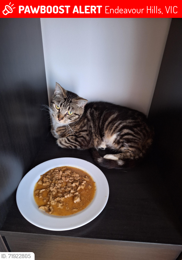 Lost Female Cat last seen Lawson way, Endeavour hills, Endeavour Hills, VIC 3802