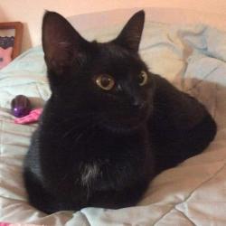 Lost Female Cat last seen Mouth Acadia and Mount Alifan (Clairemont), San Diego, CA 92111