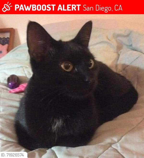 Lost Female Cat last seen Mouth Acadia and Mount Alifan (Clairemont), San Diego, CA 92111