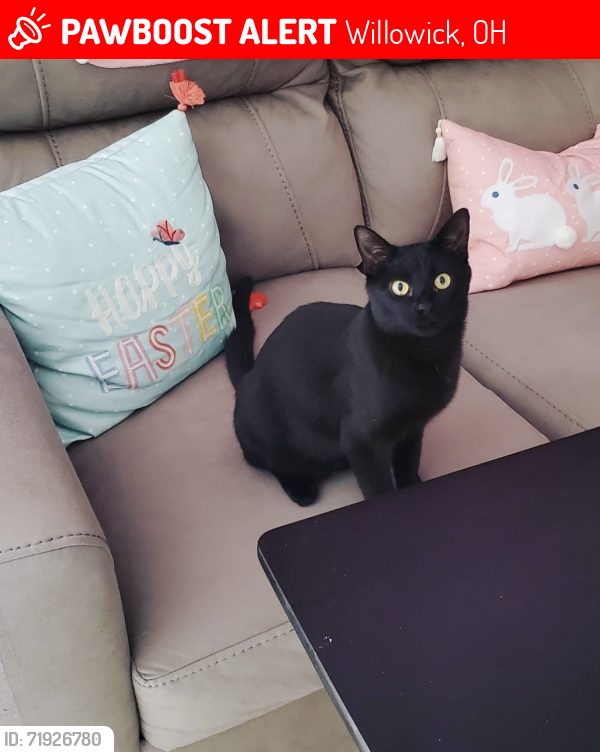Lost Male Cat last seen Lakeshore , Willowick, OH 44095