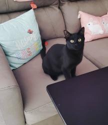 Lost Male Cat last seen Lakeshore , Willowick, OH 44095
