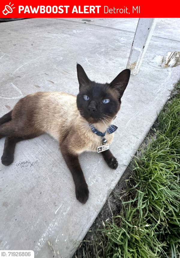 Lost Male Cat last seen Los coyotes diagonal, Detroit, MI 48214