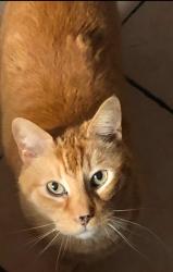 Lost Male Cat last seen Near Old Forged Rd New Castle DE, New Castle, DE 19720