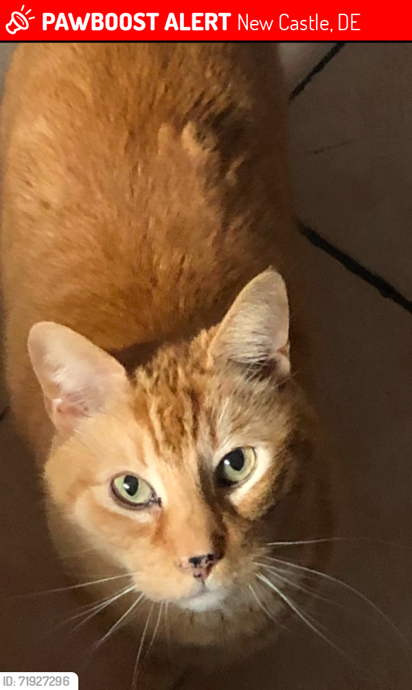 Lost Male Cat last seen Near Old Forged Rd New Castle DE, New Castle, DE 19720