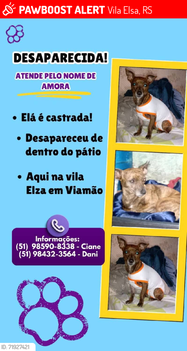 Lost Female Dog last seen Vila Elza, Vila Elsa, RS 