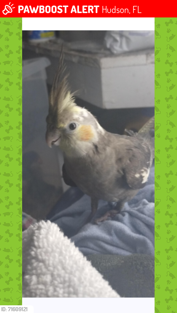Lost Male Bird last seen Odessa, Pasco County, FL 34638