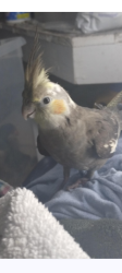 Lost Male Bird last seen Odessa, Pasco County, FL 34638