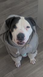 Lost Female Dog last seen Westover Recreational Center, Fayetteville, NC 28303