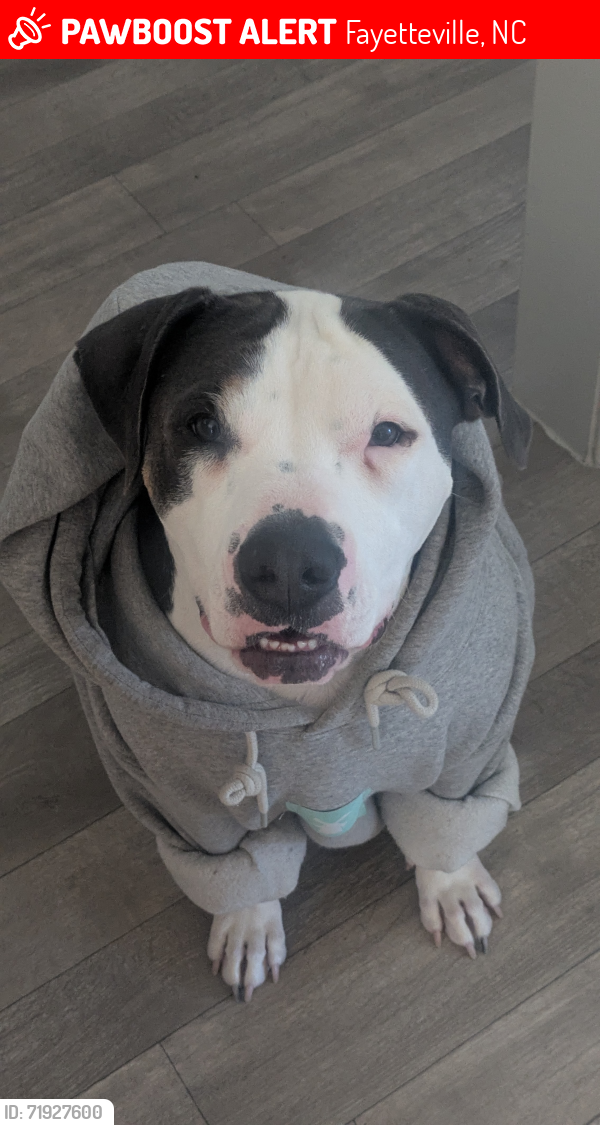 Lost Female Dog last seen Westover Recreational Center, Fayetteville, NC 28303