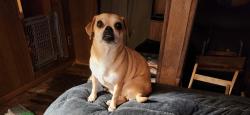 Lost Female Dog last seen St. Anthony's, s. Palmetto, San Antonio, TX 78210