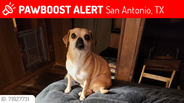 Lost Female Dog last seen St. Anthony's, s. Palmetto, San Antonio, TX 78210