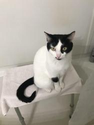 Lost Male Cat last seen Lincoln Ave Shadyside High School , Shadyside, OH 43947